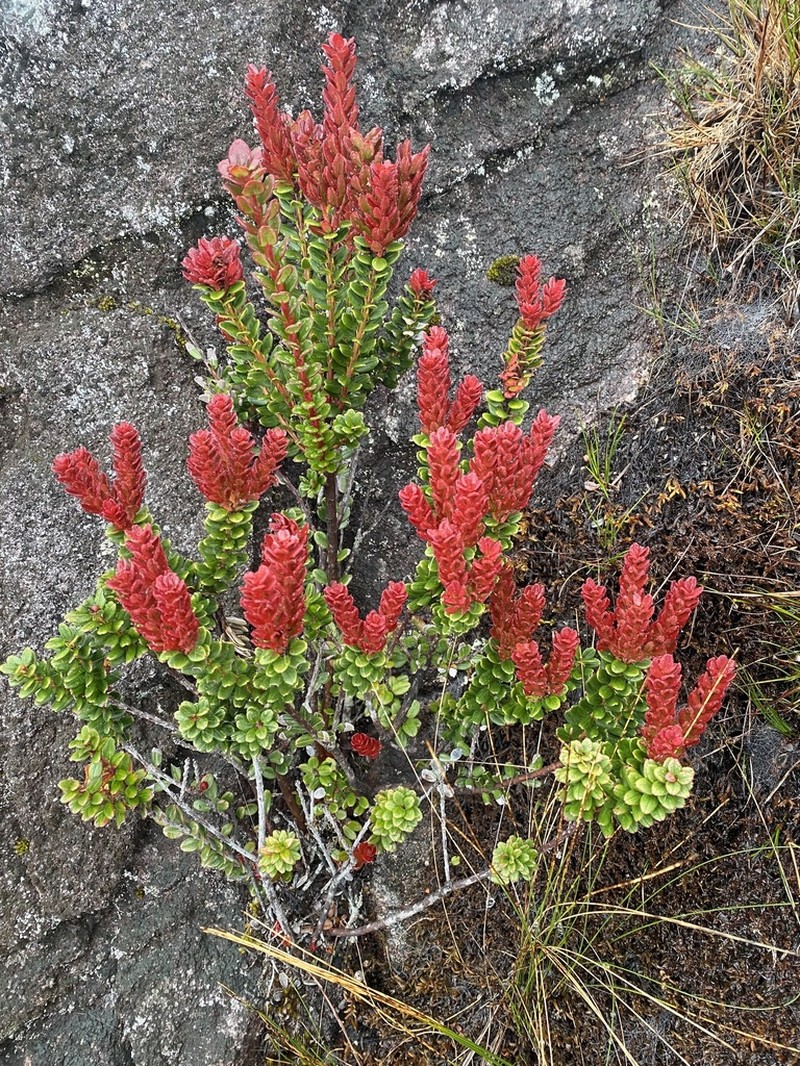 Vaccinium coriaceum photo 8