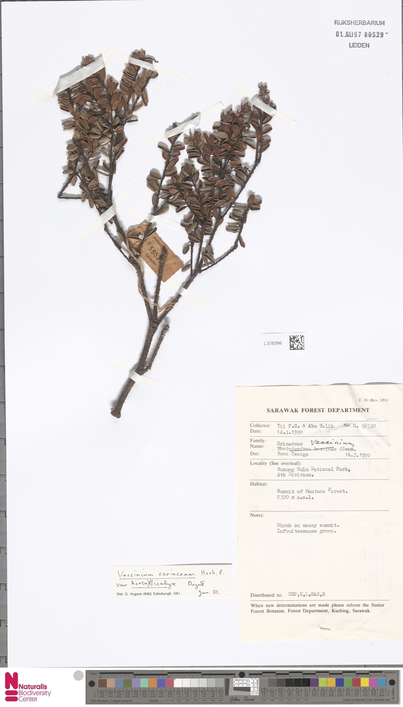 Vaccinium coriaceum var. hirsuticalyx