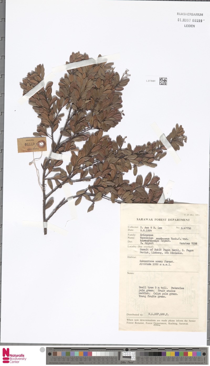 Vaccinium coriaceum var. hirsuticalyx photo 2