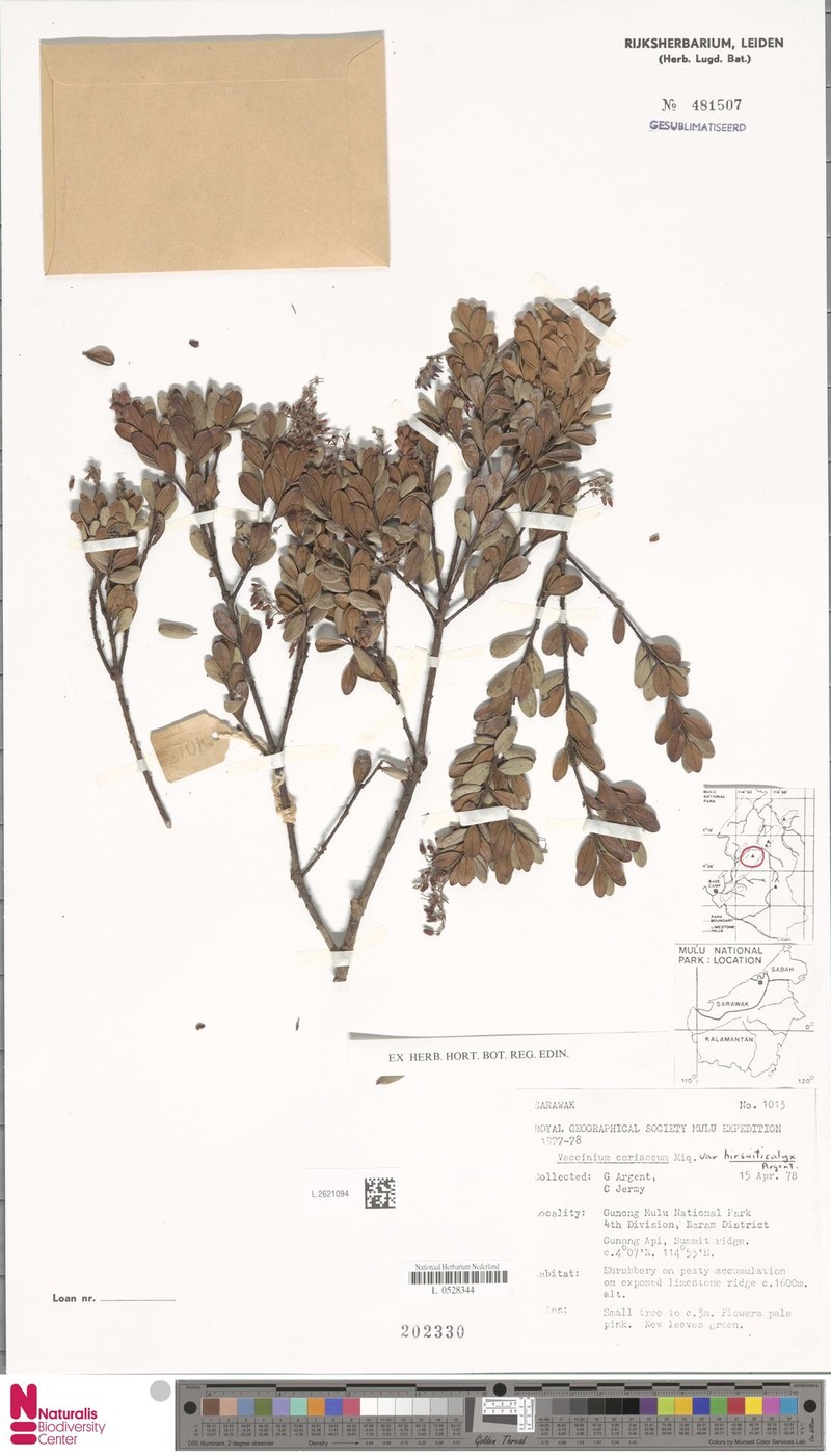 Vaccinium coriaceum var. hirsuticalyx photo 3