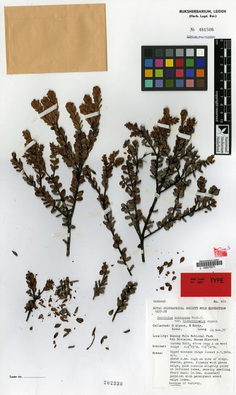 Vaccinium coriaceum var. hirsuticalyx photo 4