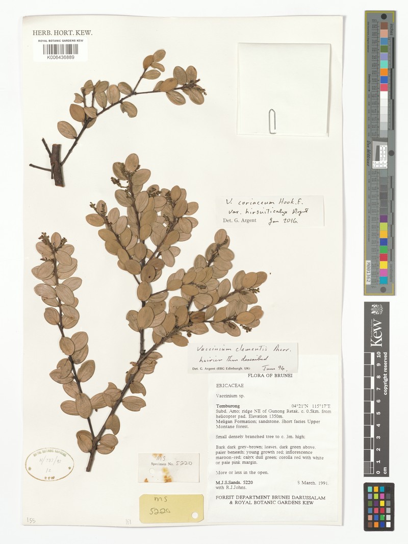 Vaccinium coriaceum var. hirsuticalyx photo 5