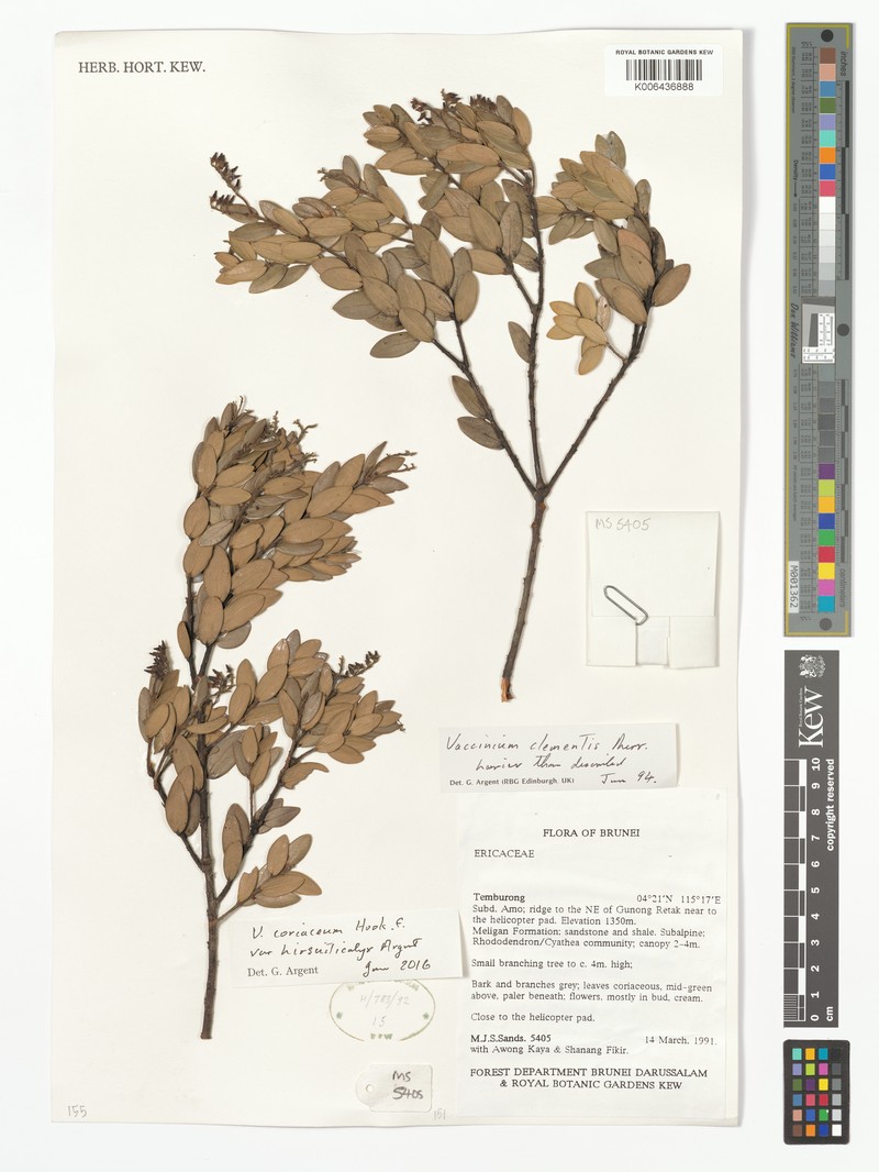 Vaccinium coriaceum var. hirsuticalyx photo 6