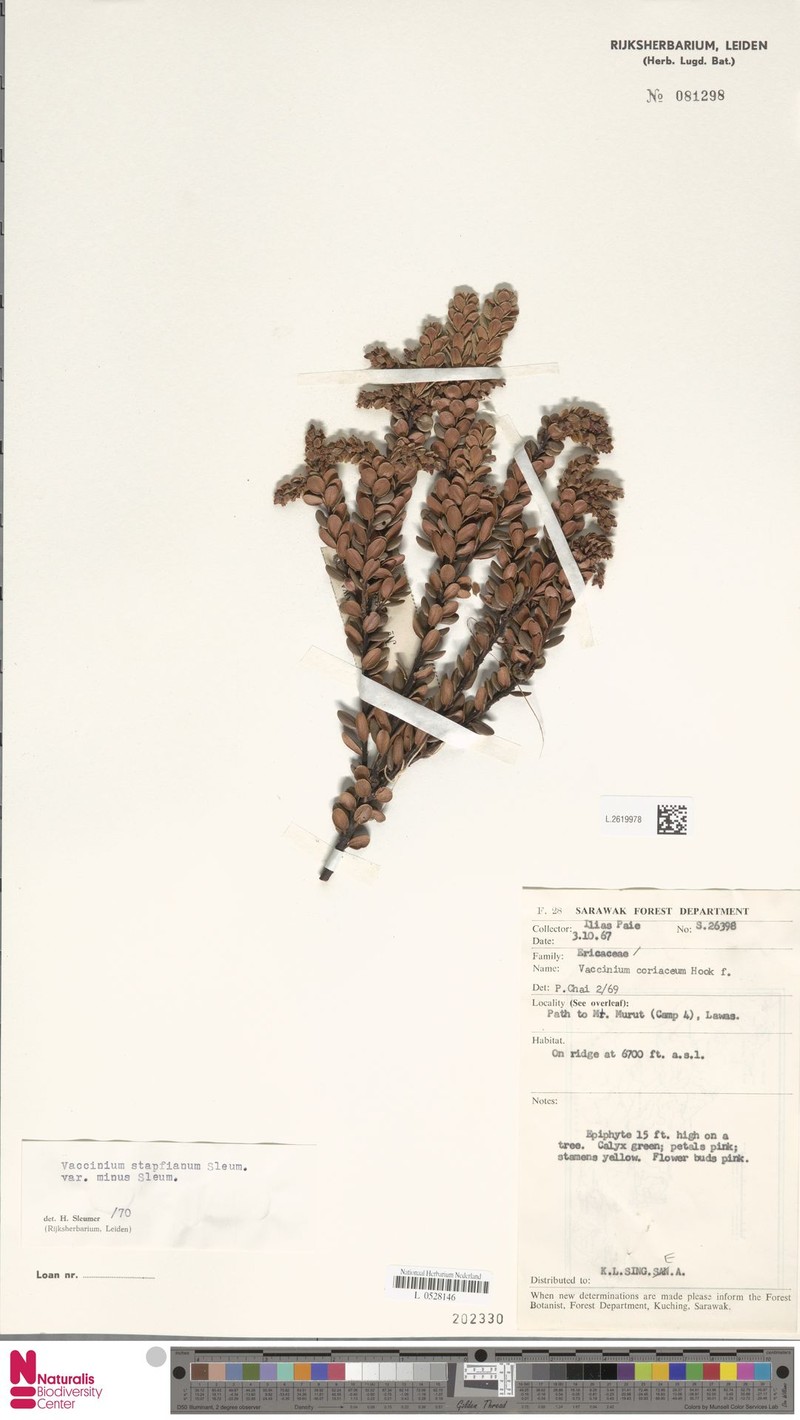 Vaccinium coriaceum var. minus