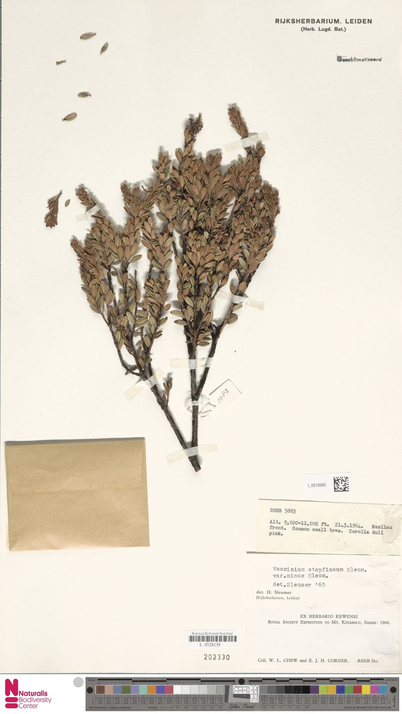 Vaccinium coriaceum var. minus photo 2