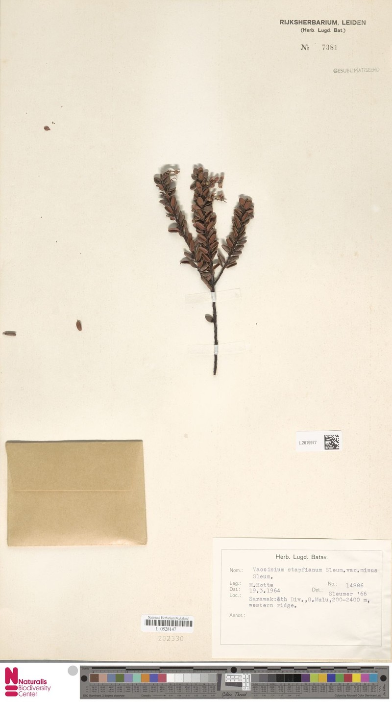 Vaccinium coriaceum var. minus photo 3