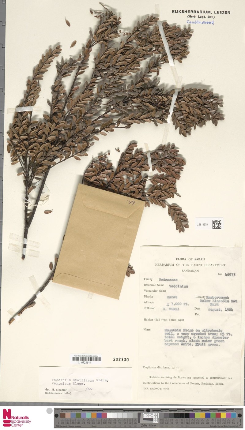 Vaccinium coriaceum var. minus photo 4