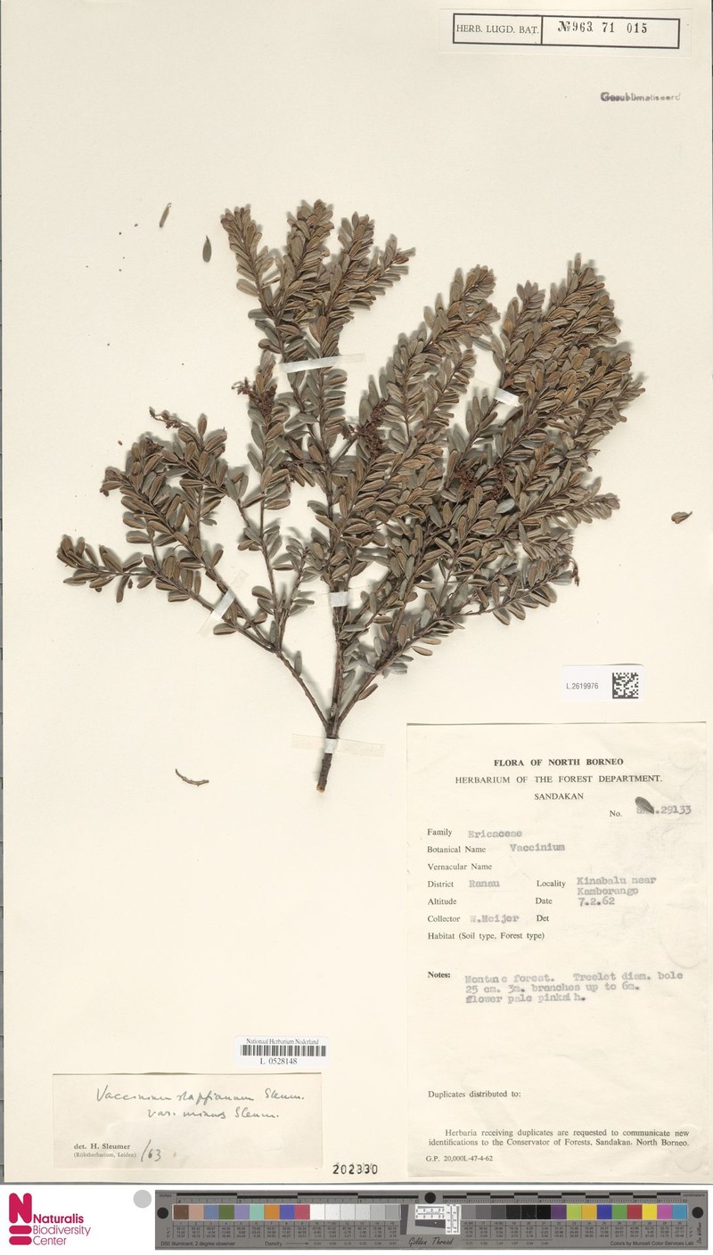 Vaccinium coriaceum var. minus photo 5