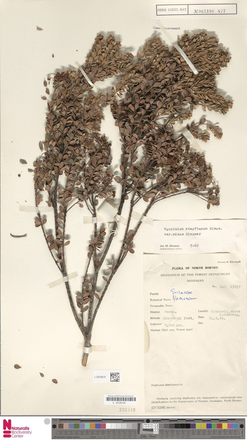 Vaccinium coriaceum var. minus photo 6