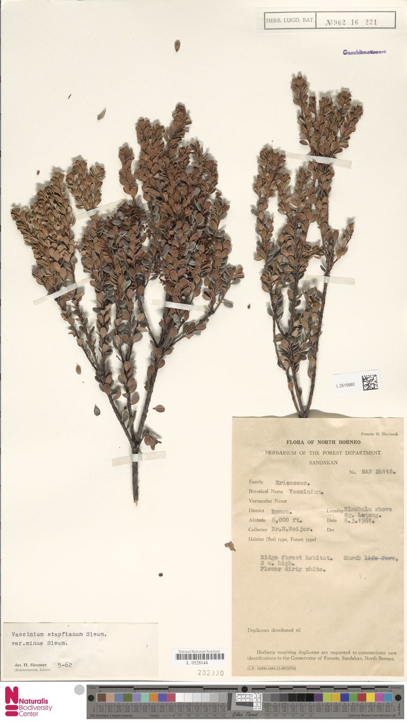 Vaccinium coriaceum var. minus photo 7