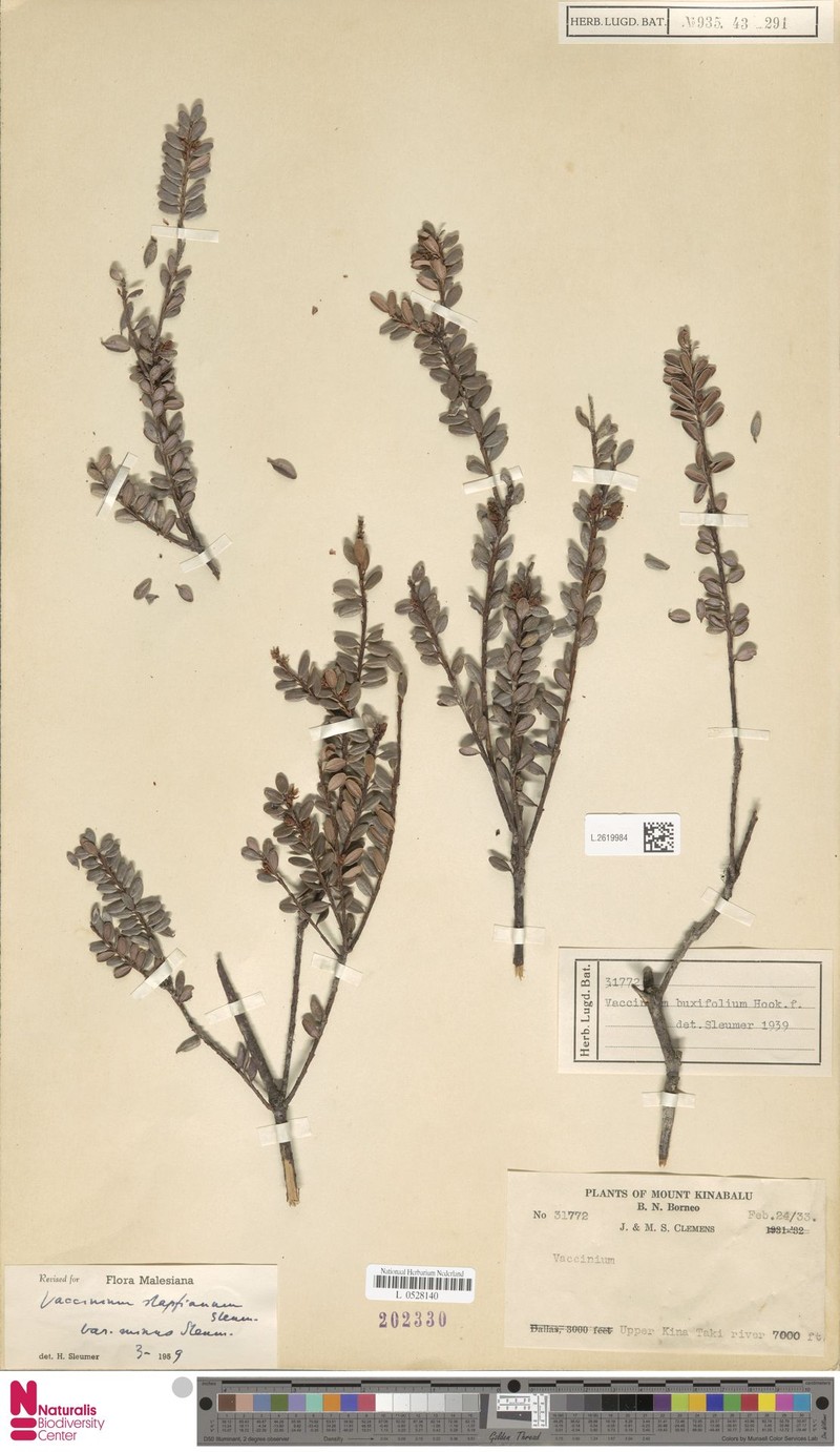 Vaccinium coriaceum var. minus photo 8