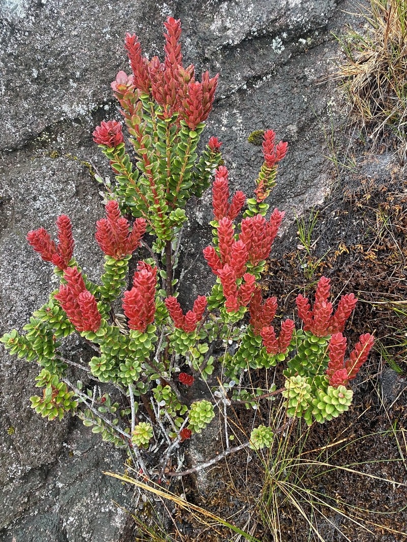 Vaccinium coriaceum var. stapfianum photo 2