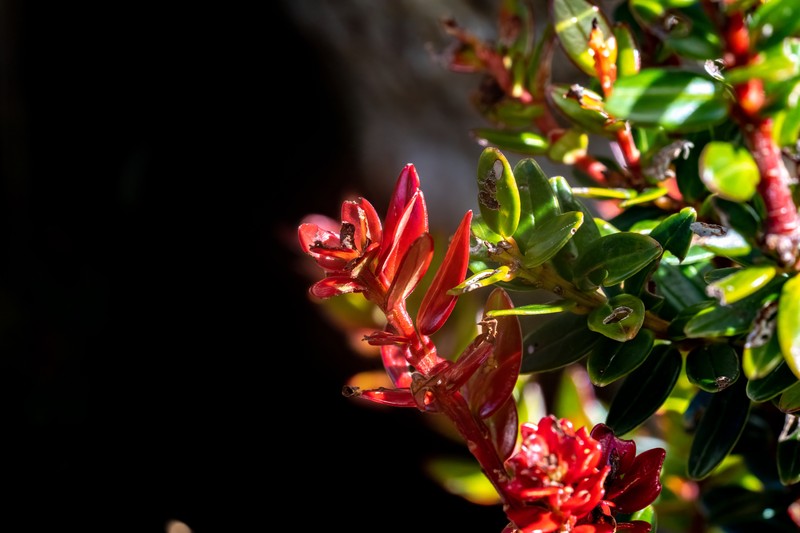 Vaccinium coriaceum var. stapfianum photo 4