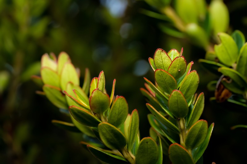 Vaccinium coriaceum var. stapfianum photo 5