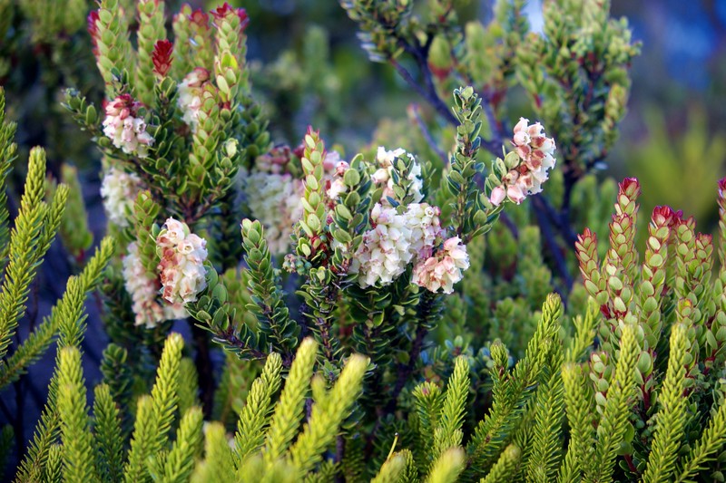 Vaccinium coriaceum var. stapfianum photo 6