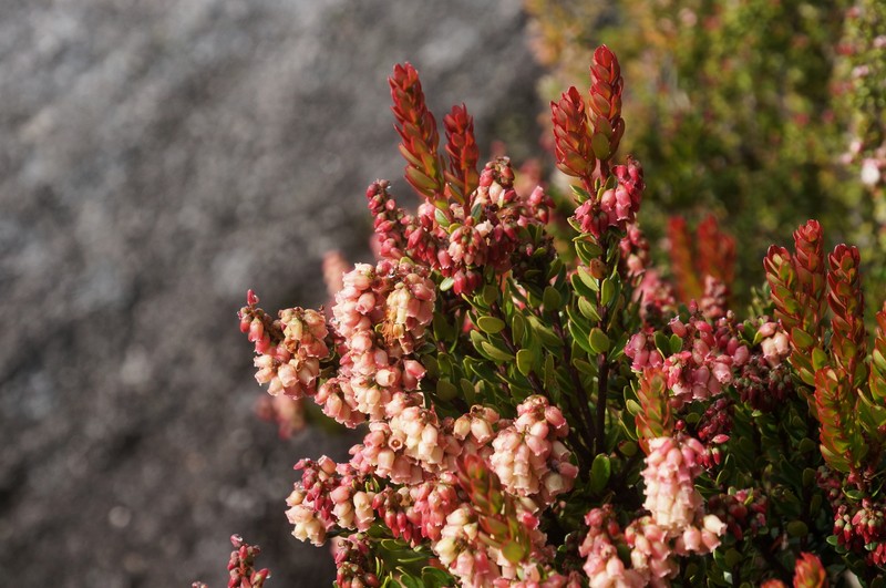 Vaccinium coriaceum var. stapfianum photo 8