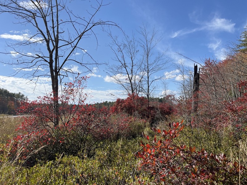 Vaccinium cornigerum