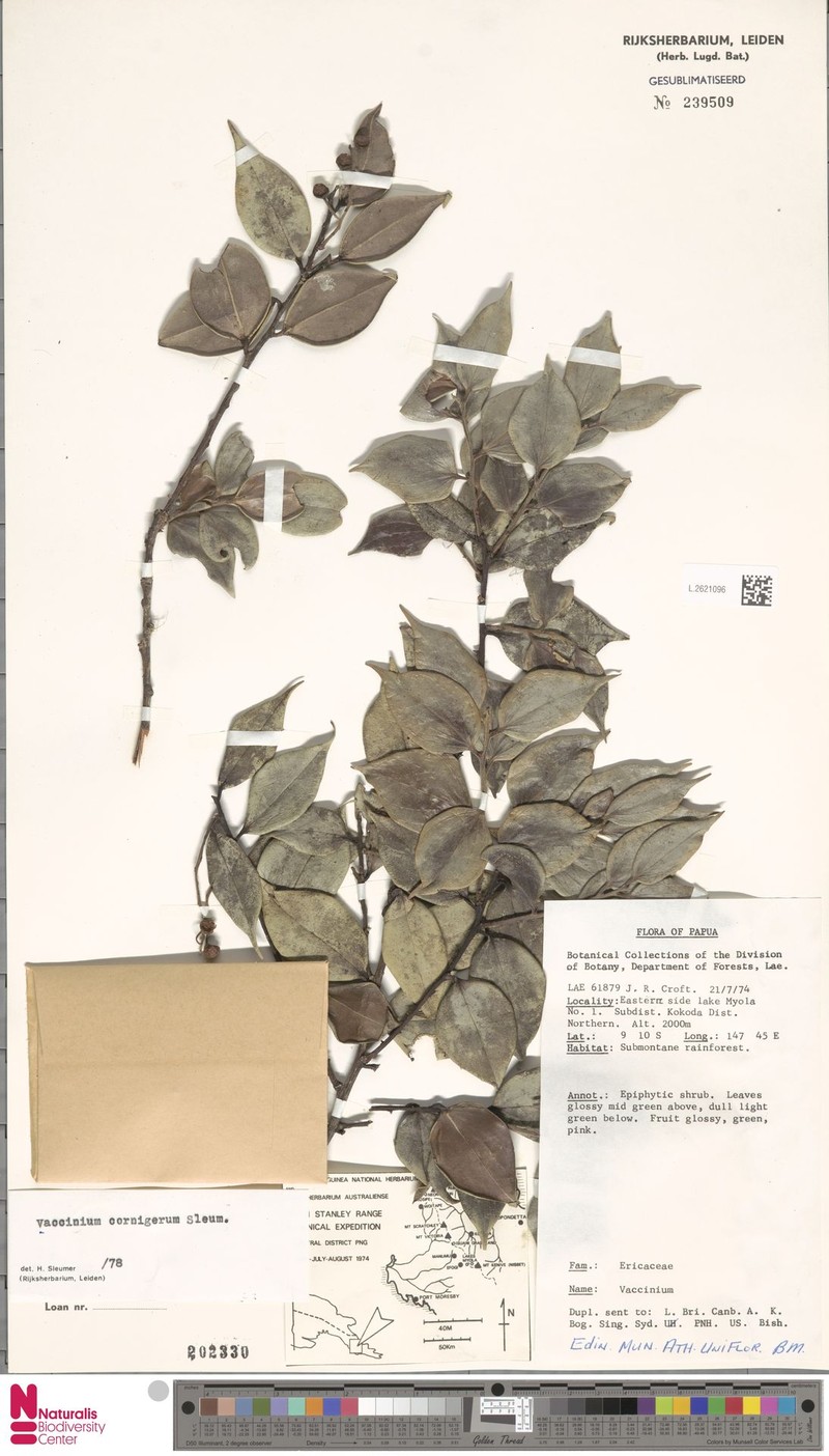 Vaccinium cornigerum photo 2