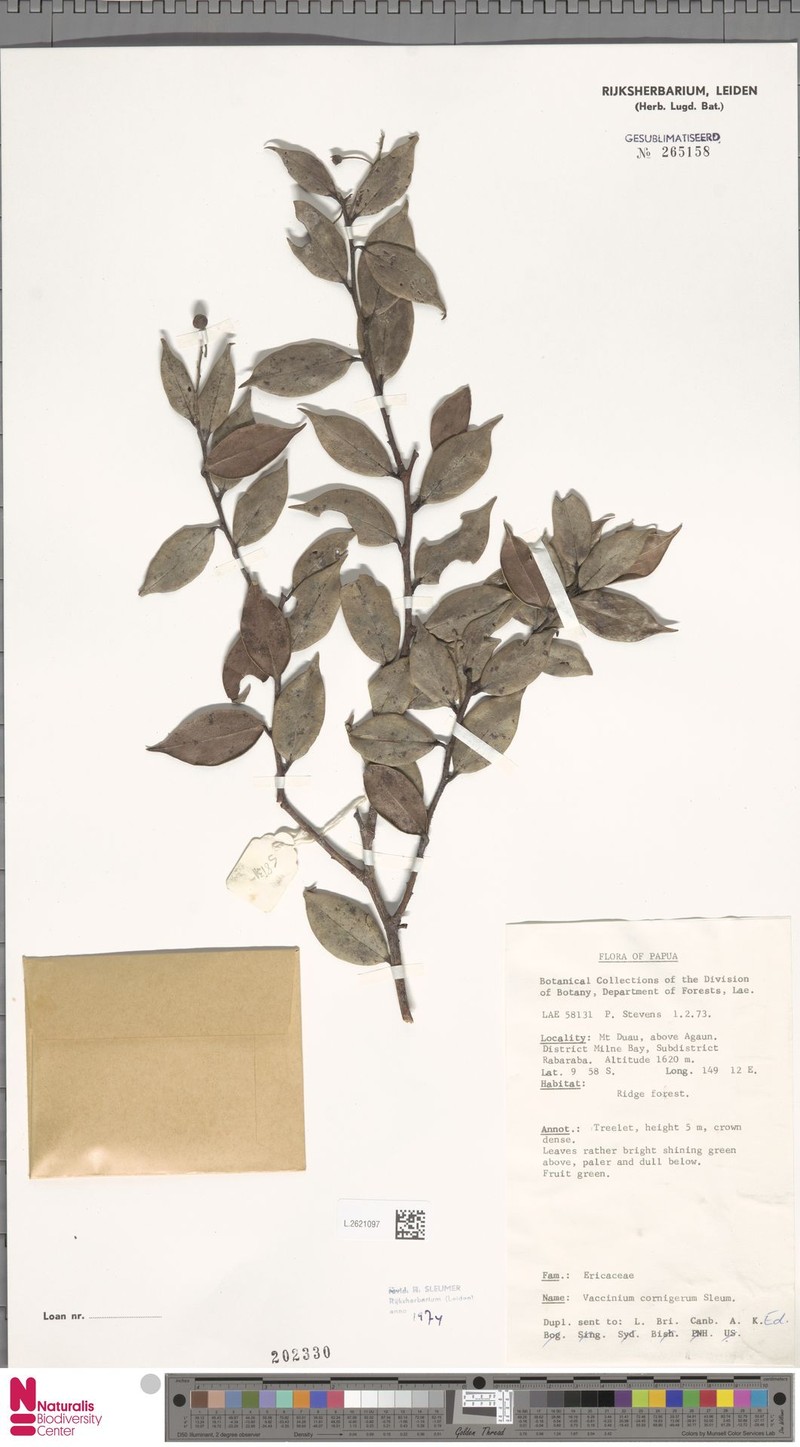 Vaccinium cornigerum photo 3