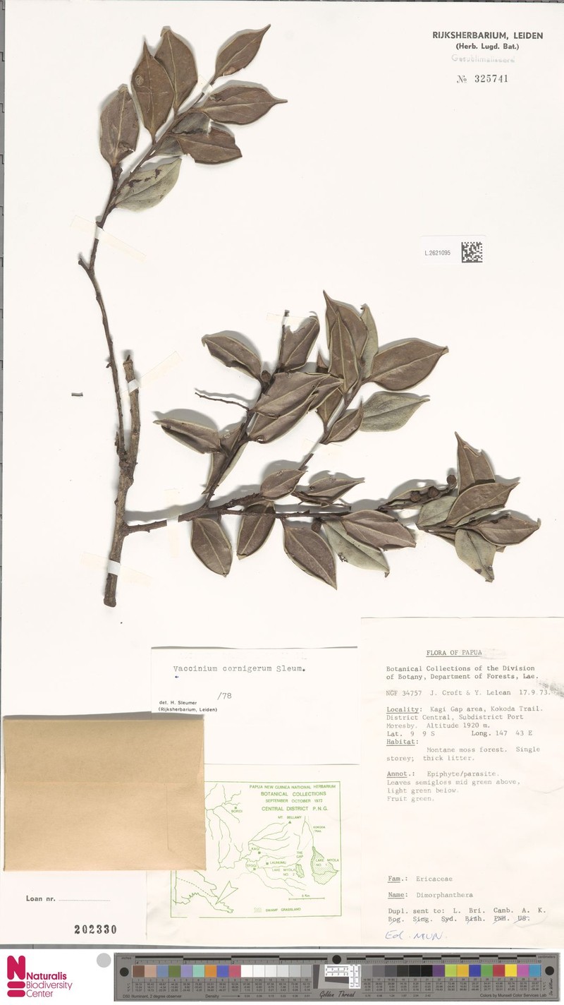 Vaccinium cornigerum photo 4
