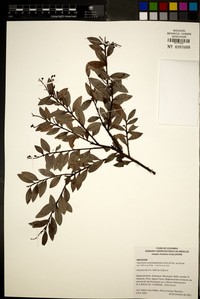 Vaccinium corymbodendron