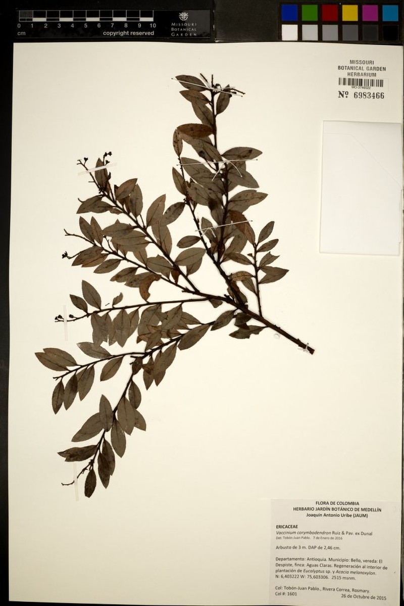 Vaccinium corymbodendron