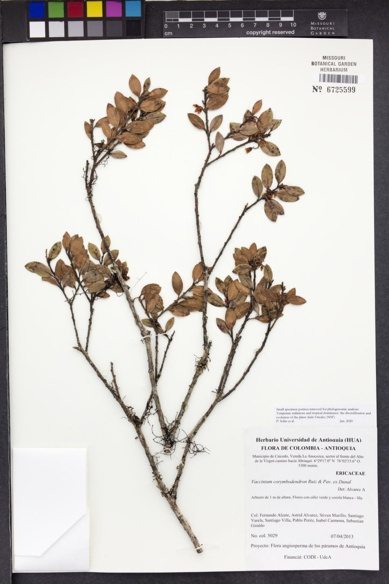 Vaccinium corymbodendron photo 2