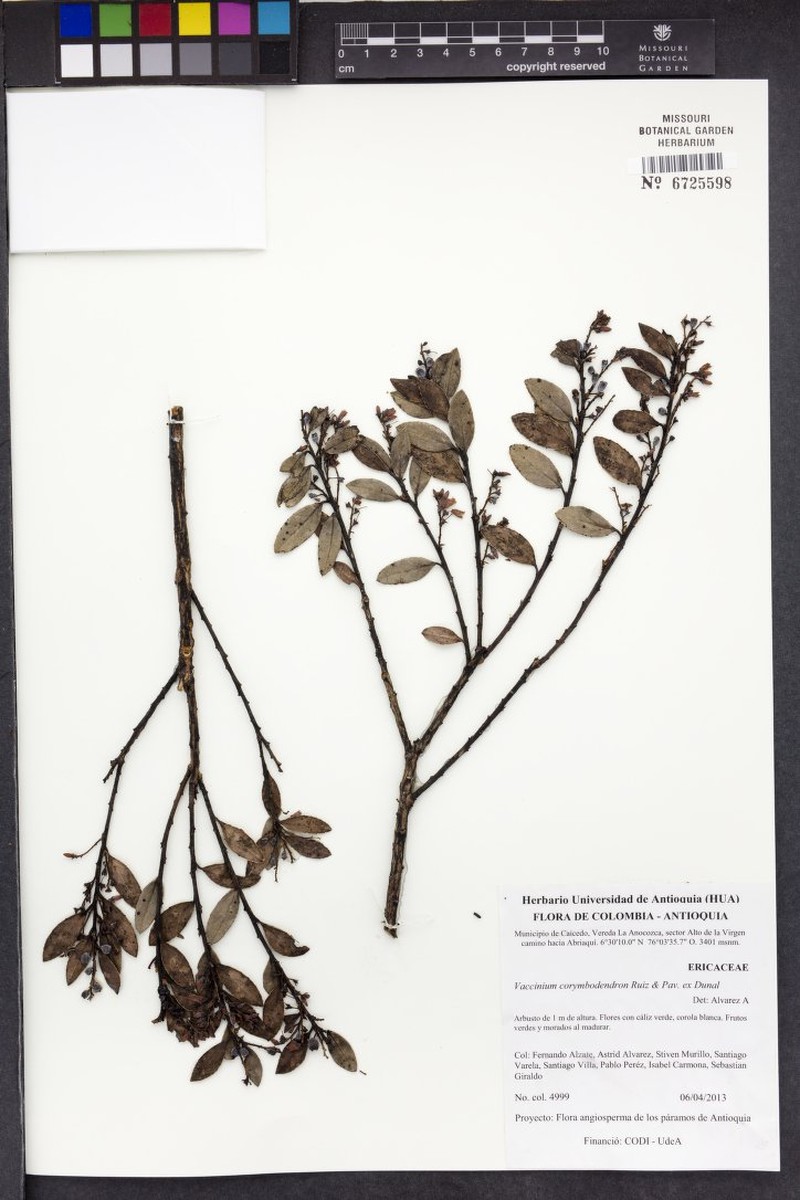 Vaccinium corymbodendron photo 3