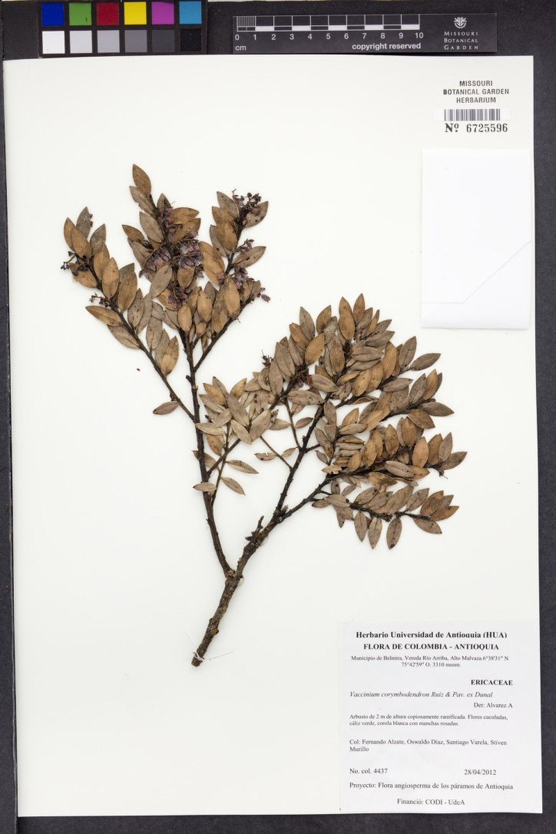 Vaccinium corymbodendron photo 5