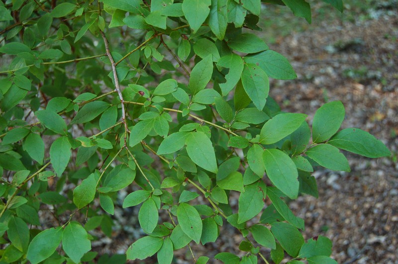 Highbush Blueberry photo 2