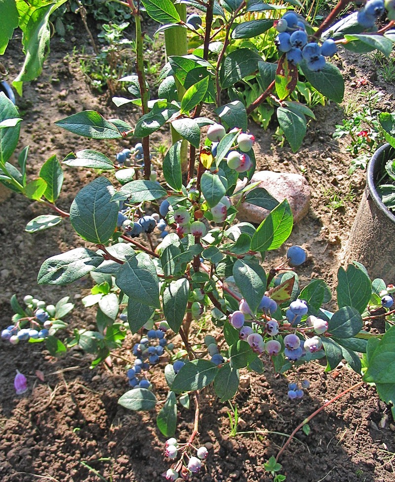 Highbush Blueberry photo 3