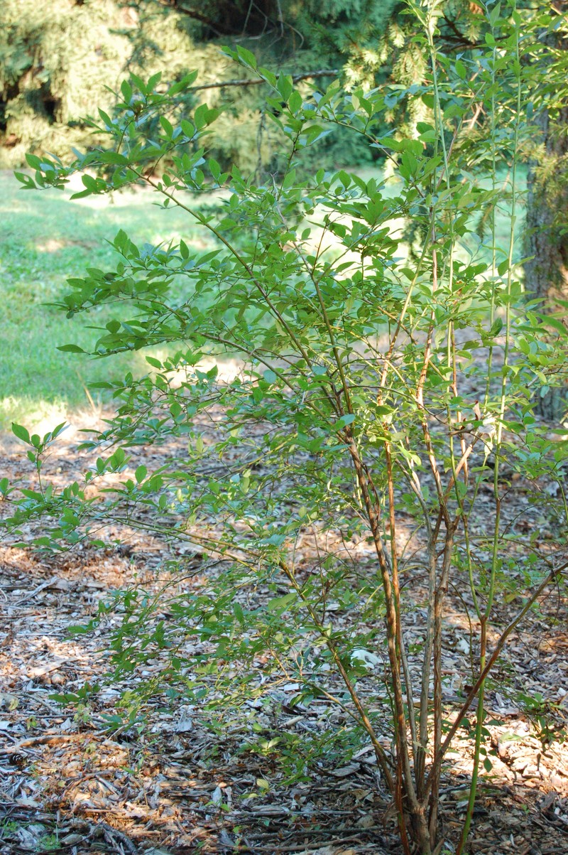 Highbush Blueberry photo 4