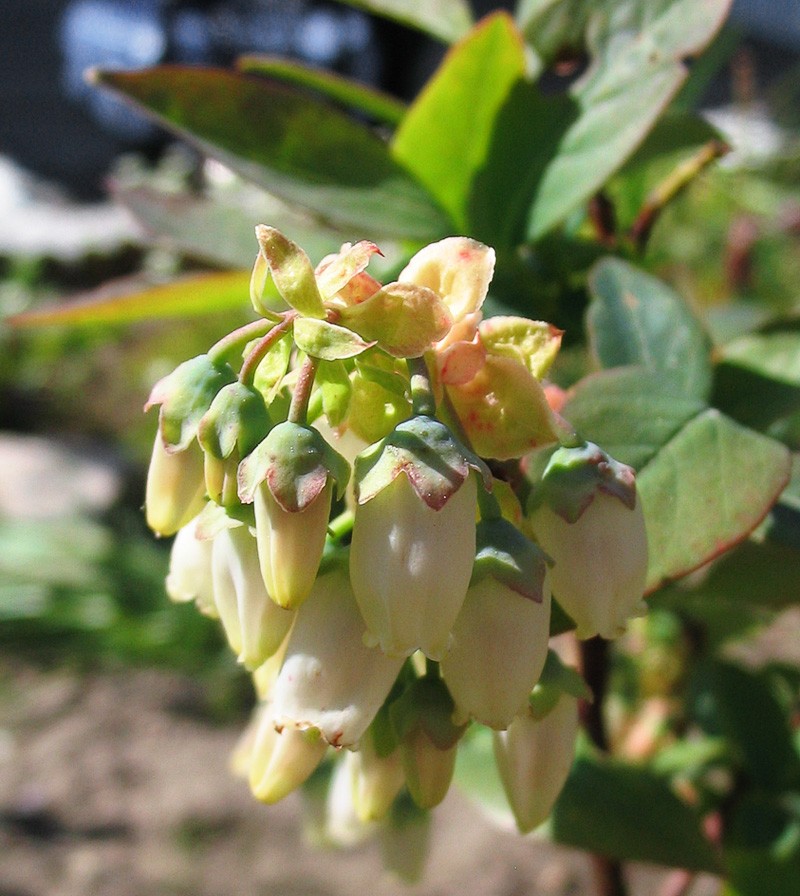 Highbush Blueberry photo 5