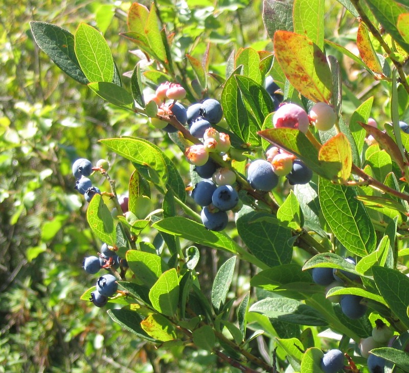 Highbush Blueberry photo 6