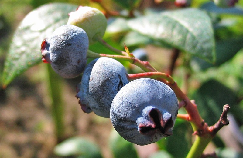 Highbush Blueberry photo 7