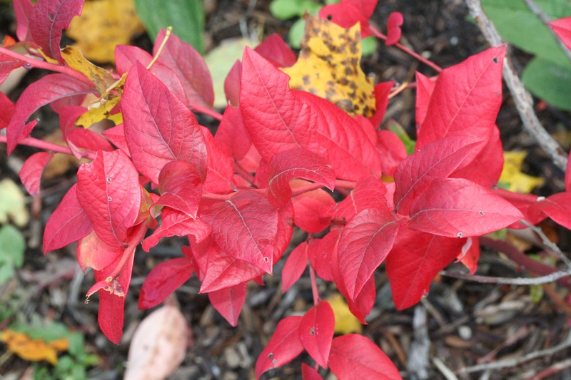 Highbush Blueberry photo 8