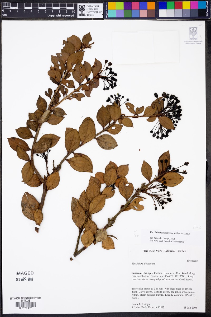 Vaccinium costaricense