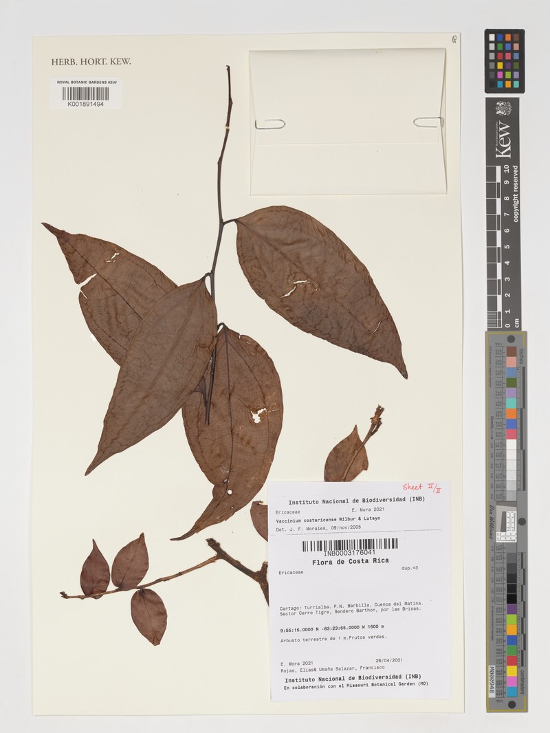 Vaccinium costaricense photo 4