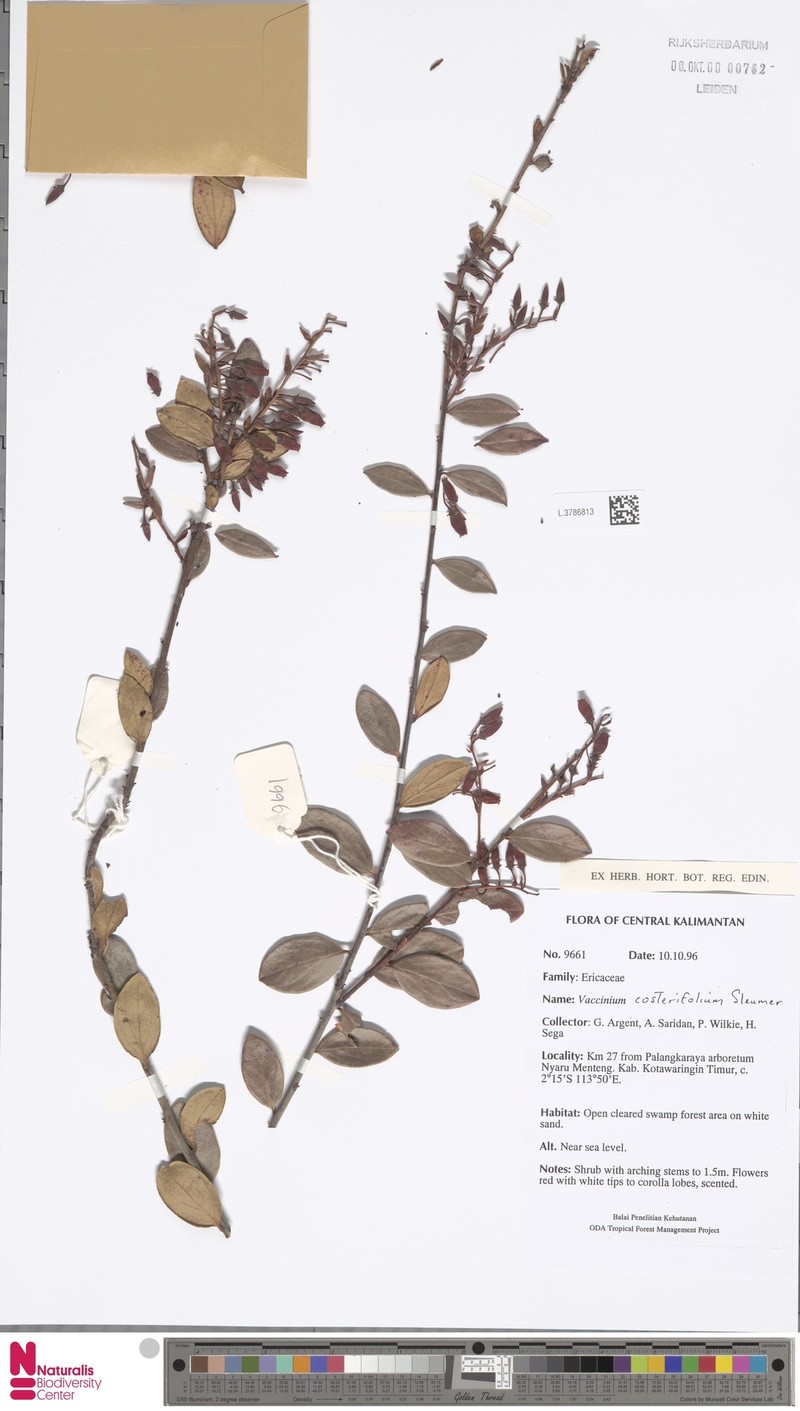 Vaccinium costerifolium