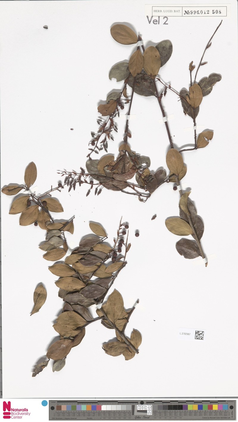Vaccinium costerifolium photo 2