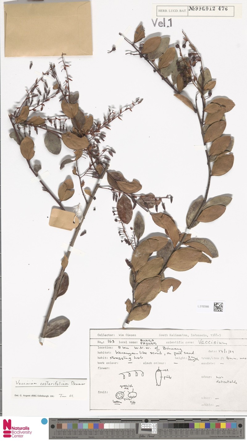 Vaccinium costerifolium photo 3