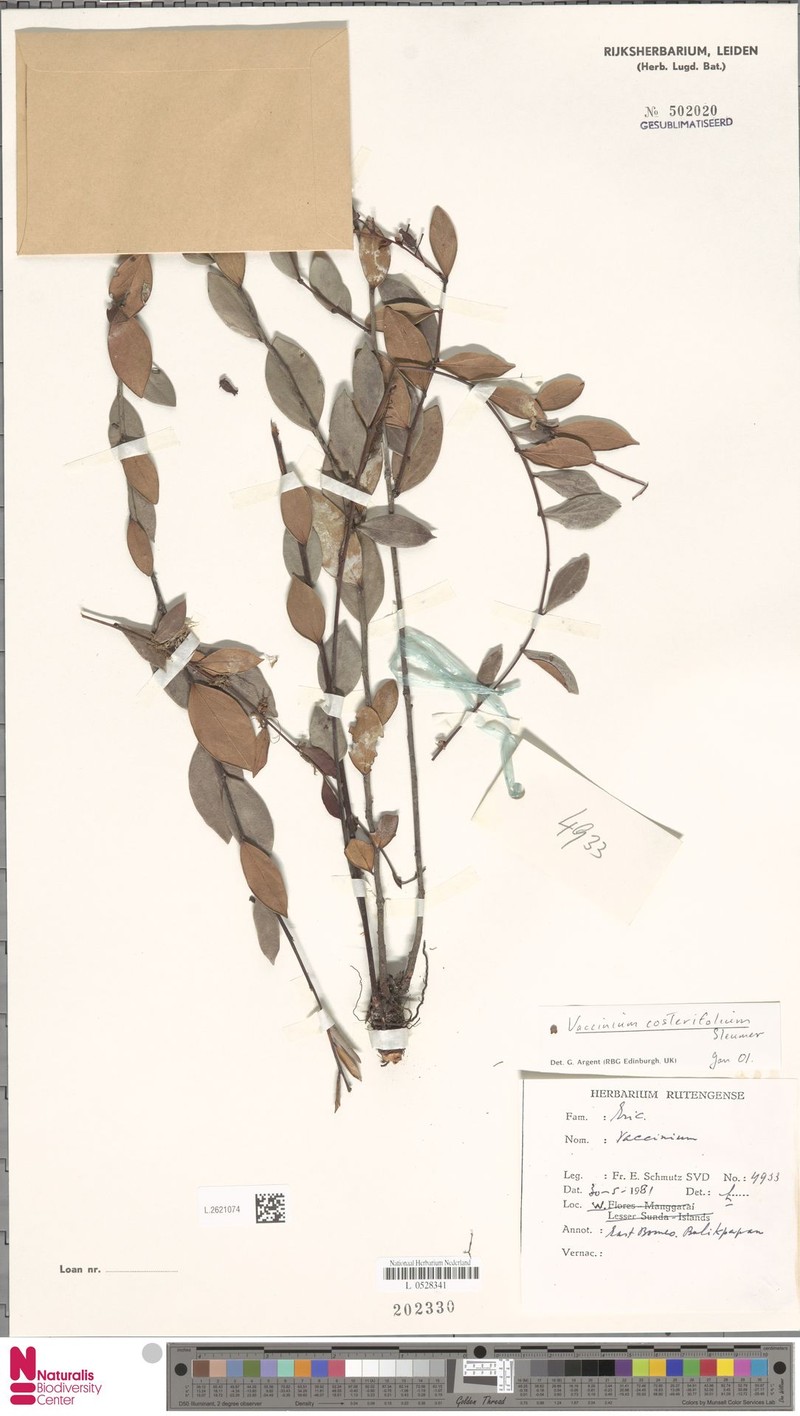 Vaccinium costerifolium photo 4