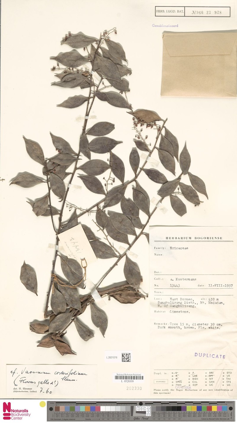 Vaccinium costerifolium photo 5