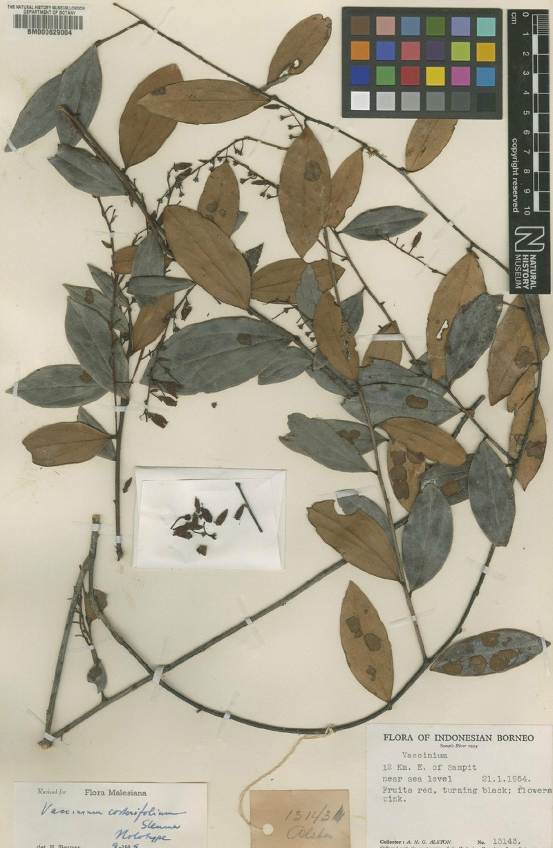 Vaccinium costerifolium photo 6