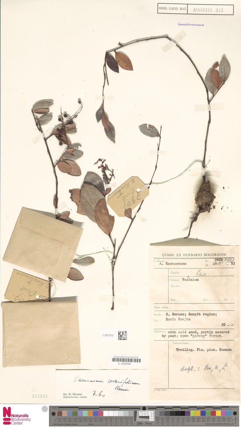 Vaccinium costerifolium photo 8