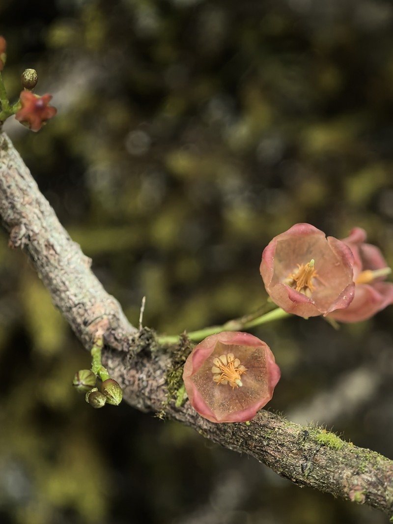 Vaccinium craspedotum