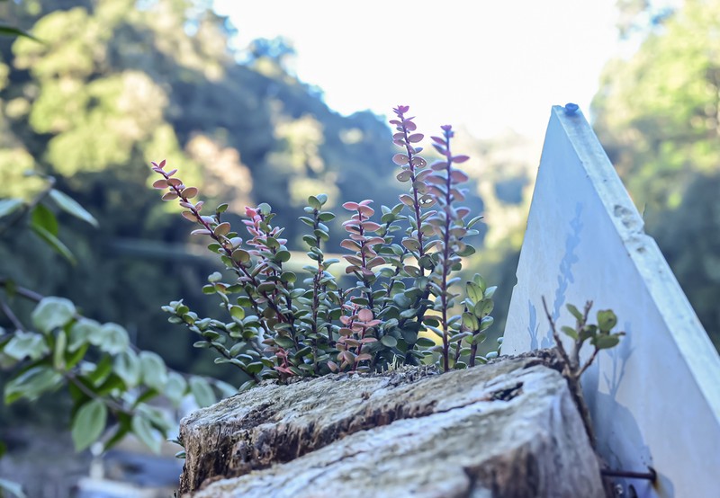 Vaccinium craspedotum photo 2
