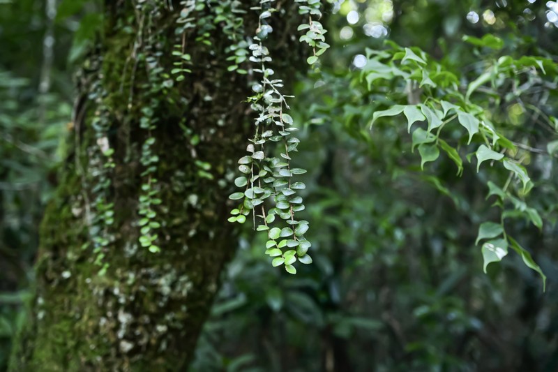 Vaccinium craspedotum photo 3