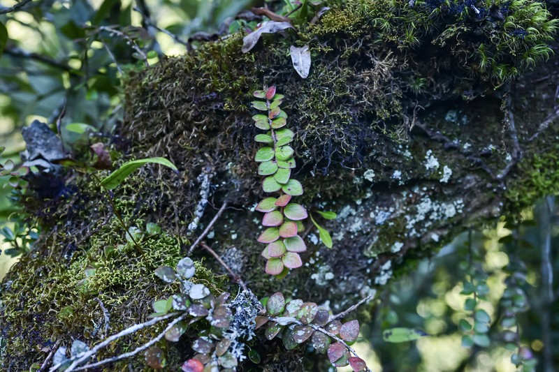 Vaccinium craspedotum photo 4