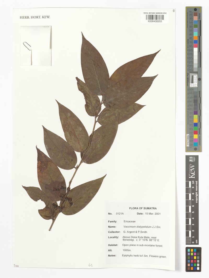 Vaccinium crassiflorum photo 3